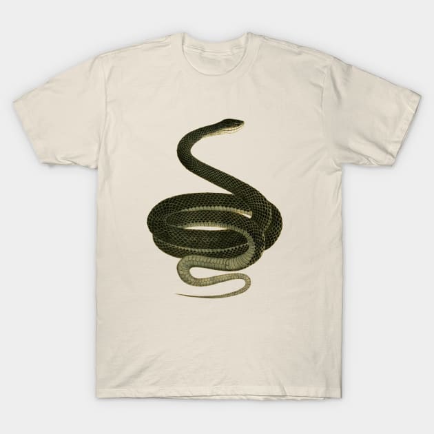 serpent,cobra,reptile,viper,venom,lizard,rattlesnake,king cobra,dragon,hydra,poison,venomous,plumber's snake,pythonidae,pythons,auger,python,squamata,serpentine,worm,big,ophidian,rattlesnakes,medusa,snakebite T-Shirt by vabontchi